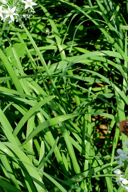 Allium tuberosum - leaves