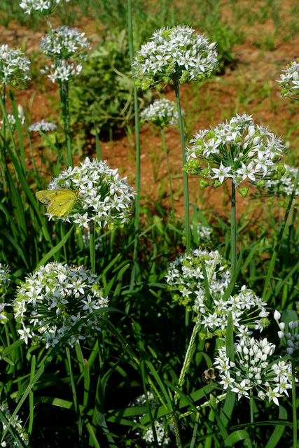 Allium tuberosum - plants