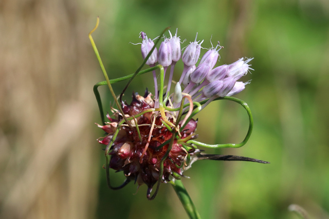 Allium vineale