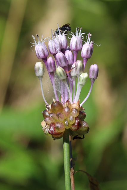 Allium vineale