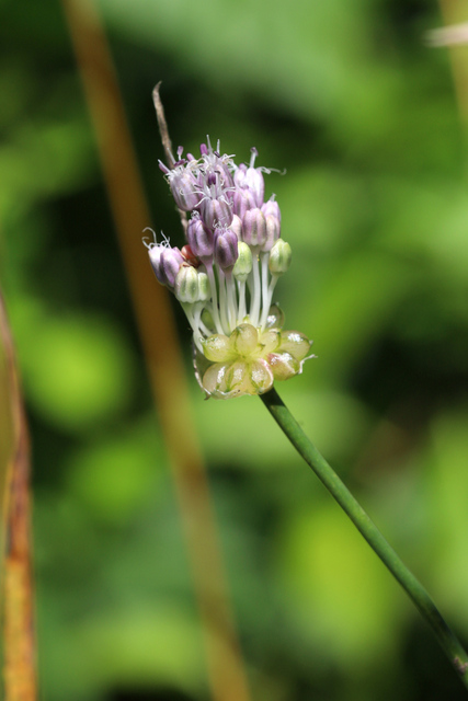 Allium vineale