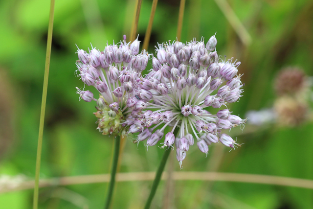 Allium vineale