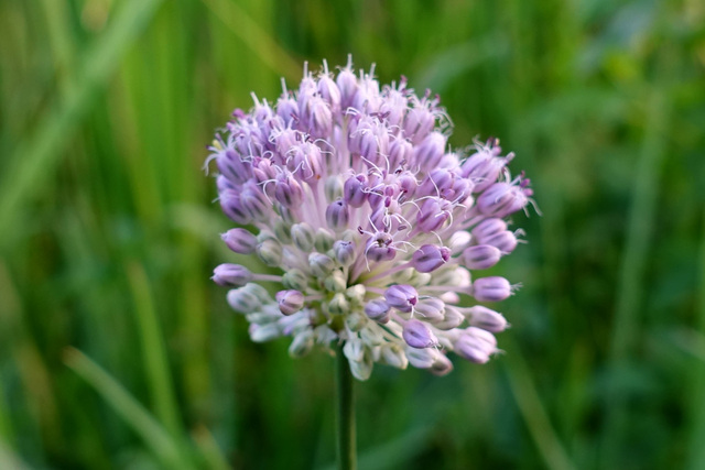 Allium vineale