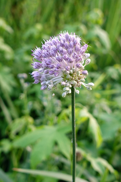 Allium vineale