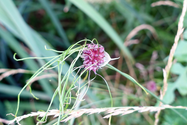 Allium vineale