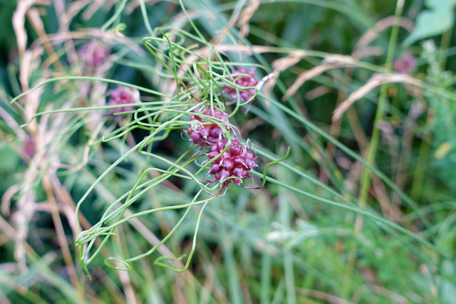 Allium vineale