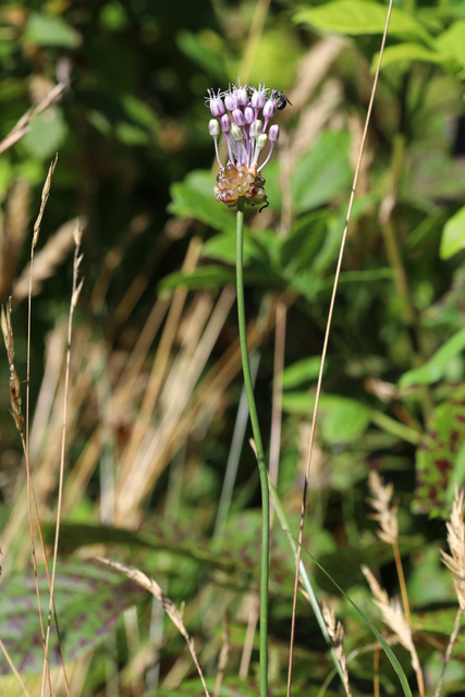 Allium vineale - plant