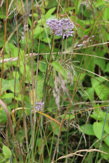 Allium vineale - plants