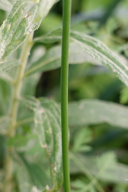 Allium vineale - stem