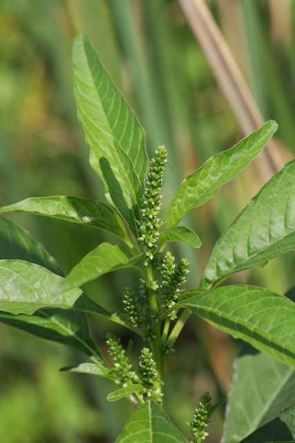 Amaranthus cannabinus