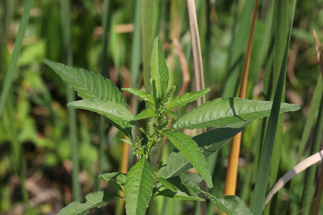 Amaranthus cannabinus