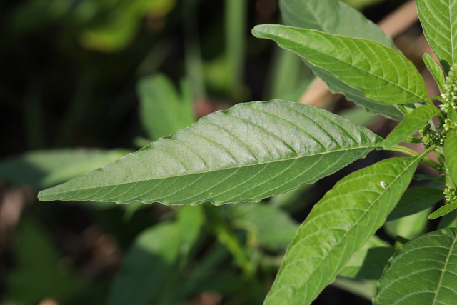 Amaranthus cannabinus - leaves