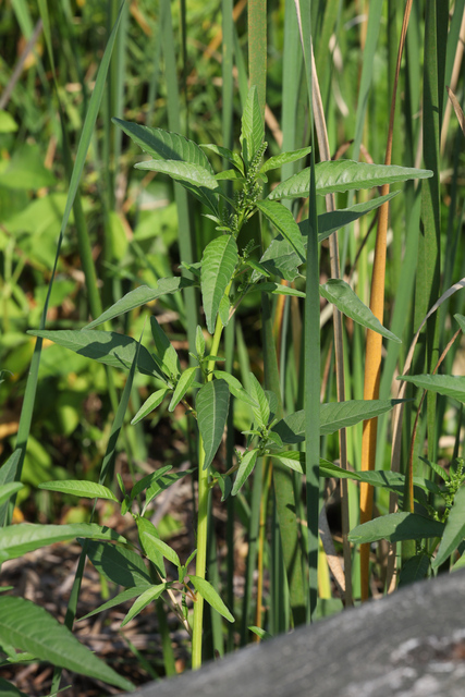Amaranthus cannabinus - plant