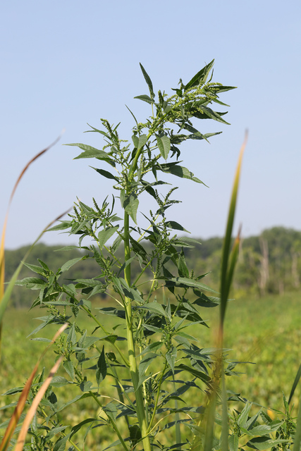 Amaranthus cannabinus - plant