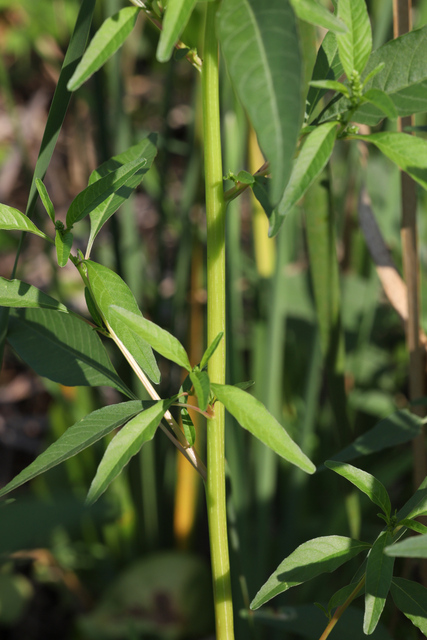 Amaranthus cannabinus - stem