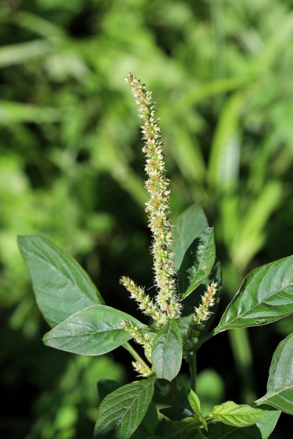 Amaranthus spinosus