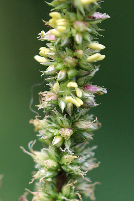 Amaranthus spinosus