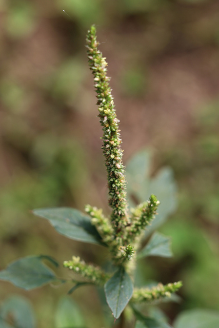 Amaranthus spinosus