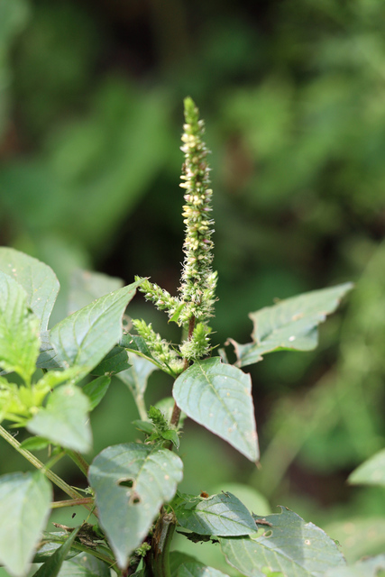 Amaranthus spinosus