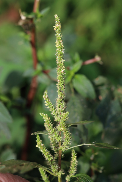 Amaranthus spinosus