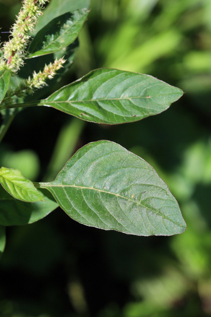 Amaranthus spinosus - leaves