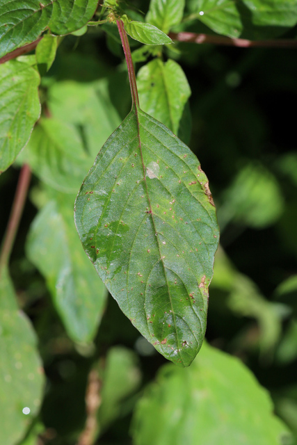 Amaranthus spinosus - leaves