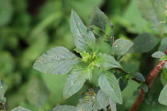 Amaranthus spinosus - leaves