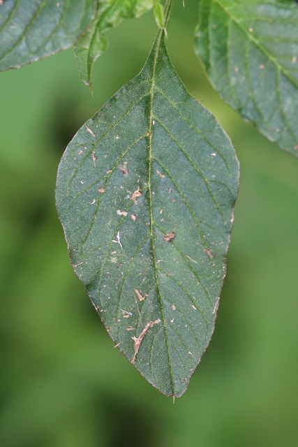 Amaranthus spinosus - leaves