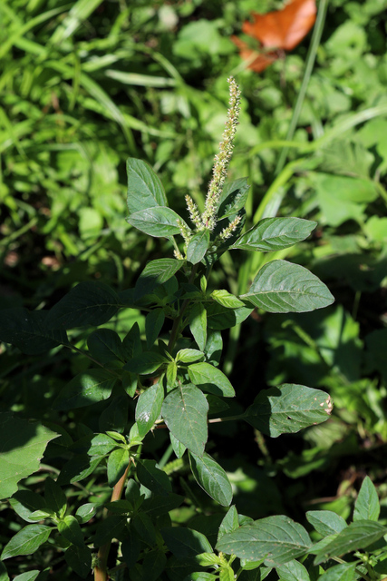 Amaranthus spinosus - plant