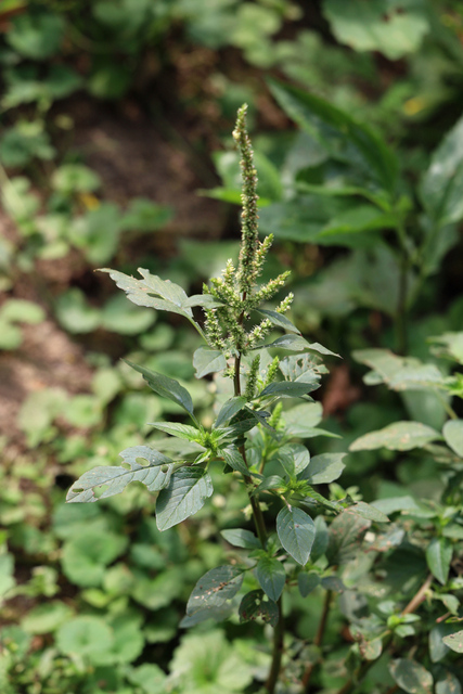 Amaranthus spinosus - plant