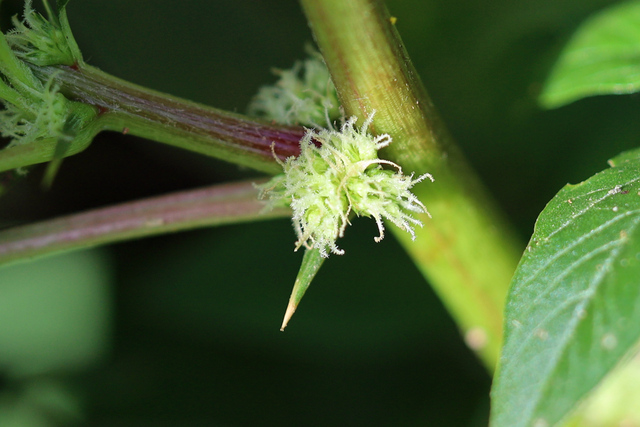 Amaranthus spinosus - spine