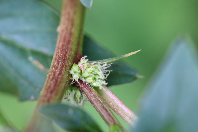 Amaranthus spinosus - spine