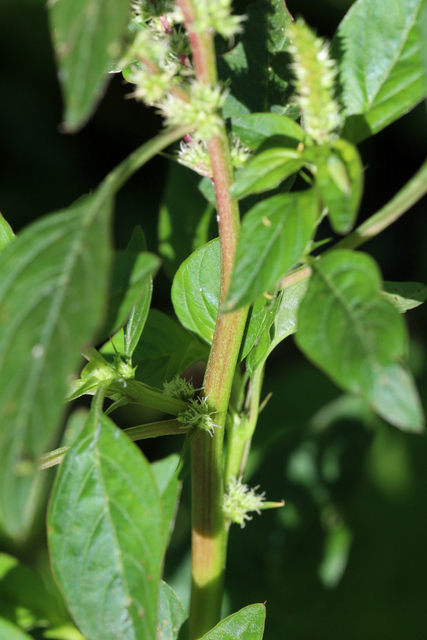 Amaranthus spinosus - stem