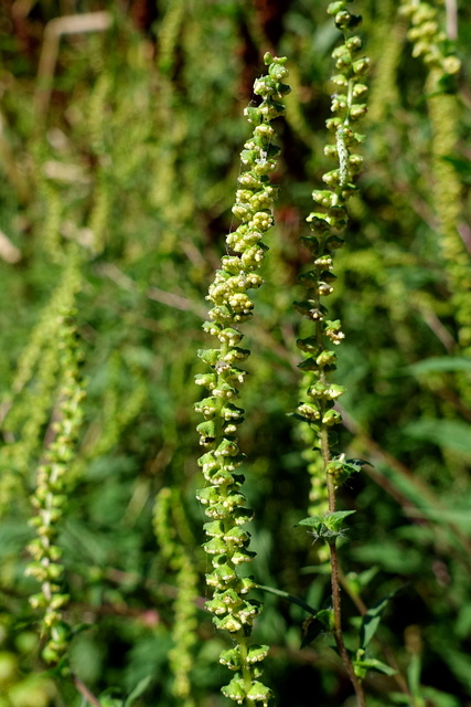 Ambrosia artemisiifolia