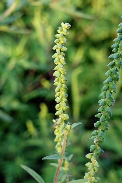 Ambrosia artemisiifolia