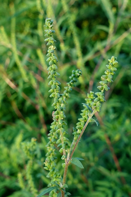 Ambrosia artemisiifolia