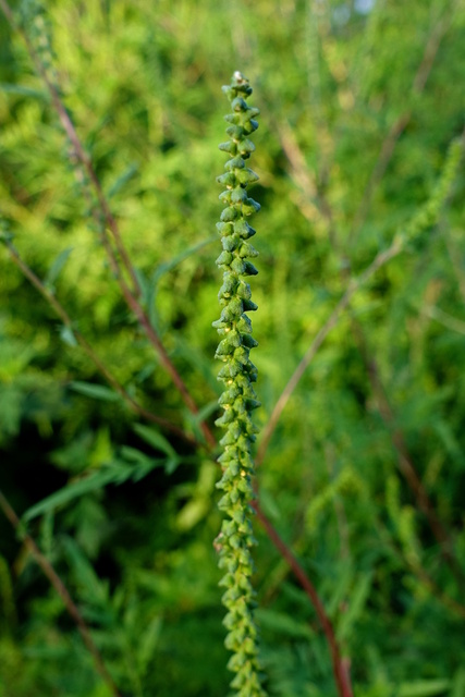 Ambrosia artemisiifolia