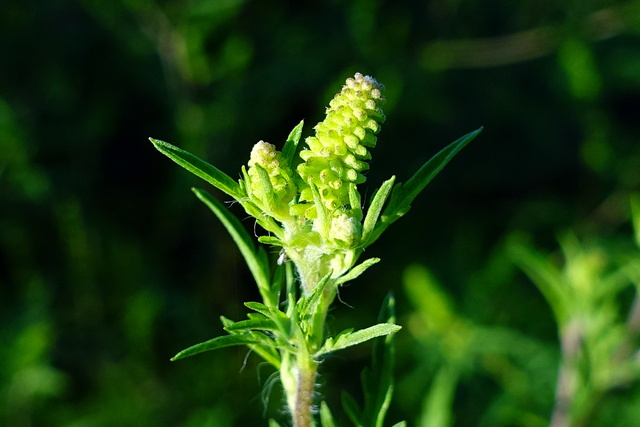 Ambrosia artemisiifolia