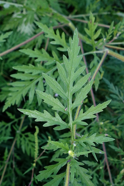 Ambrosia artemisiifolia - leaves