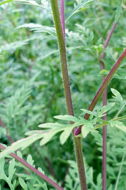 Ambrosia artemisiifolia - stem