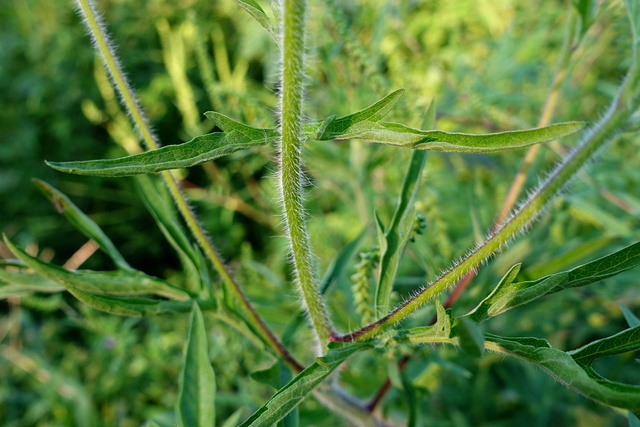 Ambrosia artemisiifolia - stem