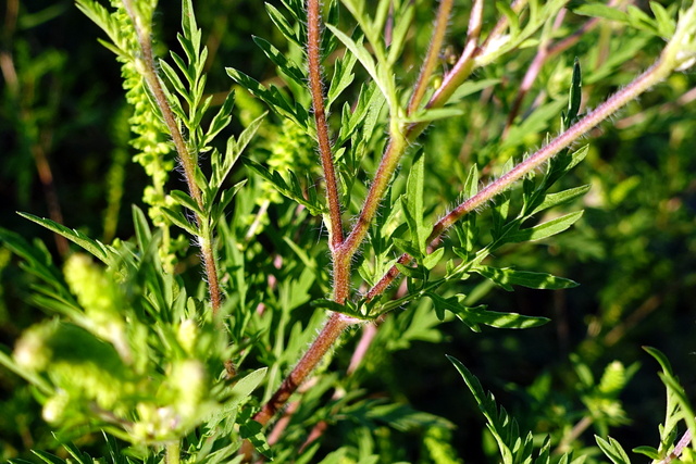 Ambrosia artemisiifolia - stem