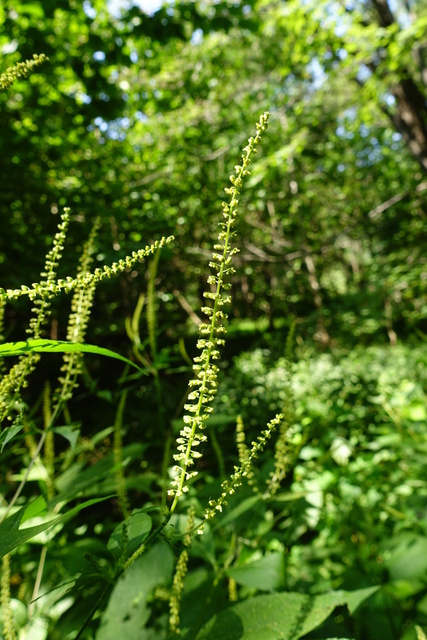 Ambrosia trifida