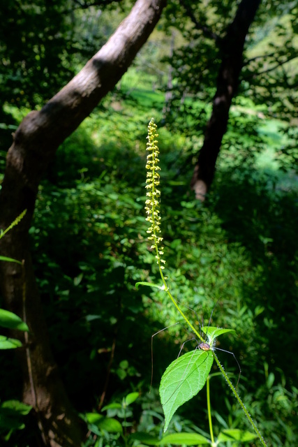 Ambrosia trifida