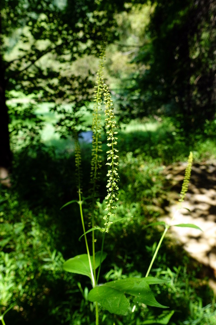 Ambrosia trifida