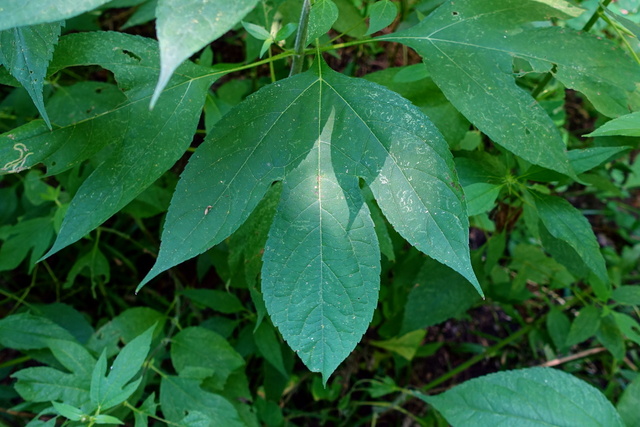 Ambrosia trifida - leaves