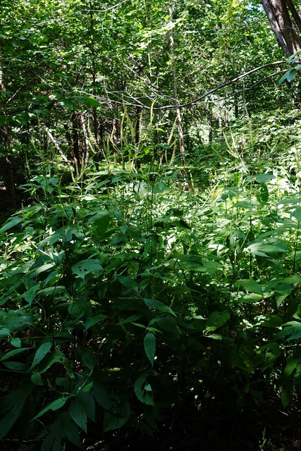 Ambrosia trifida - plants