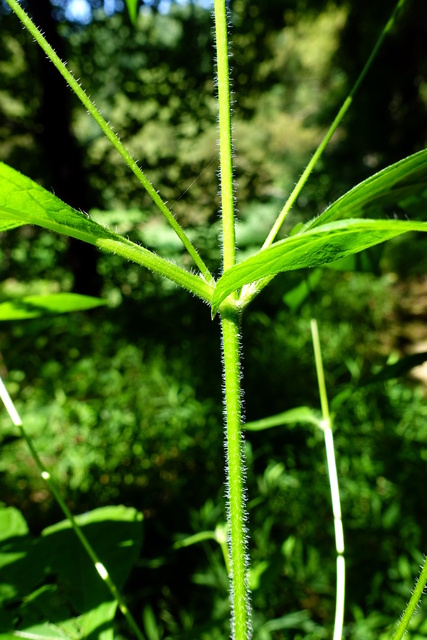 Ambrosia trifida - stem