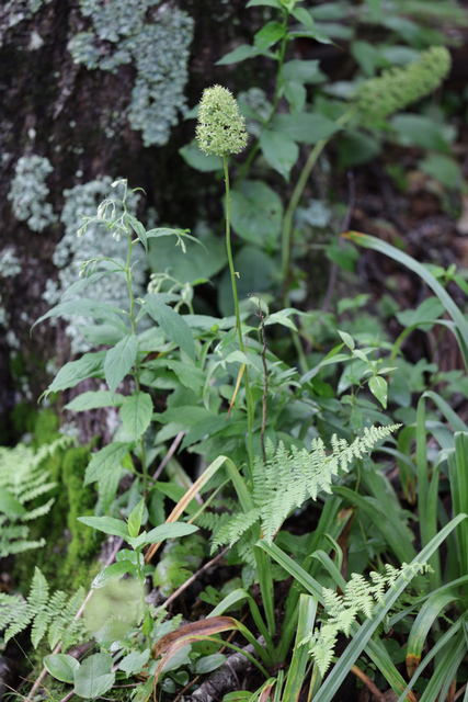 Amianthium muscitoxicum - plant