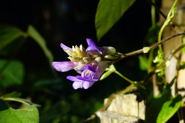 Amphicarpaea bracteata